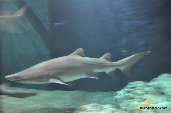 National Aquarium